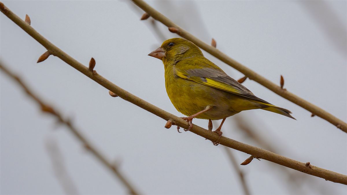 European Greenfinch