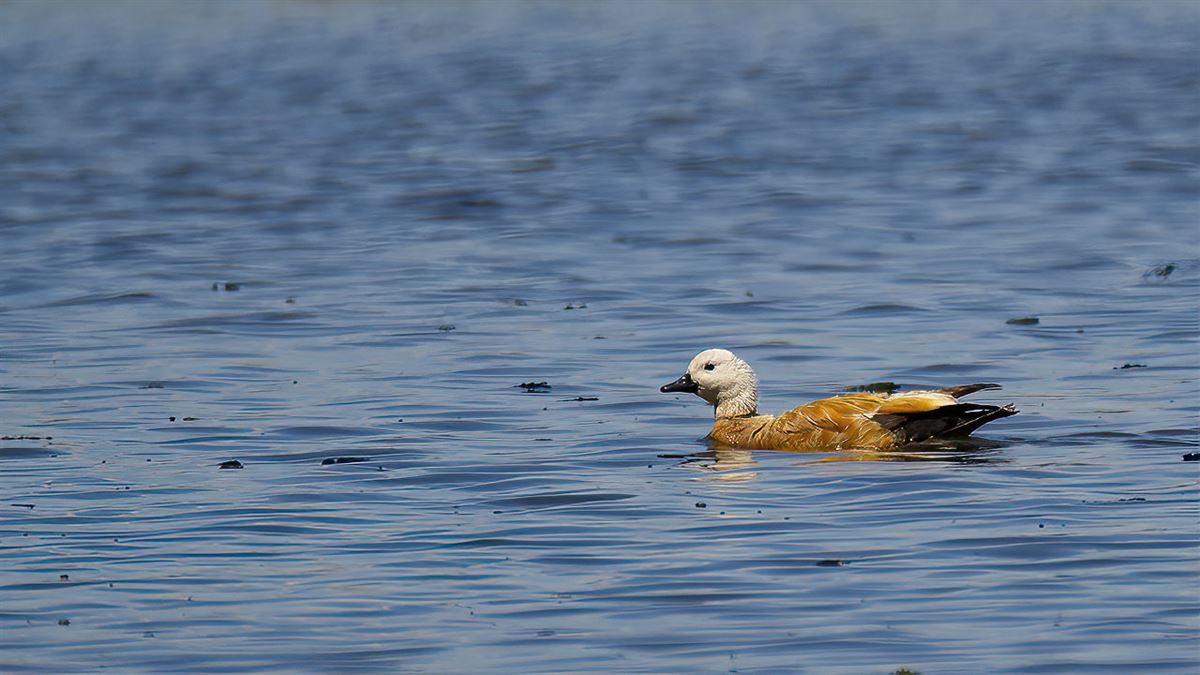 Ruddy Shelduck