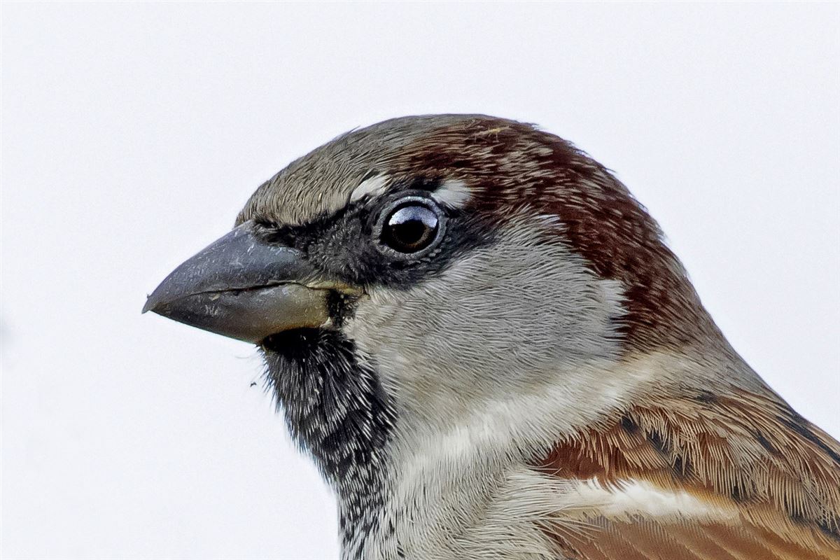 House Sparrow