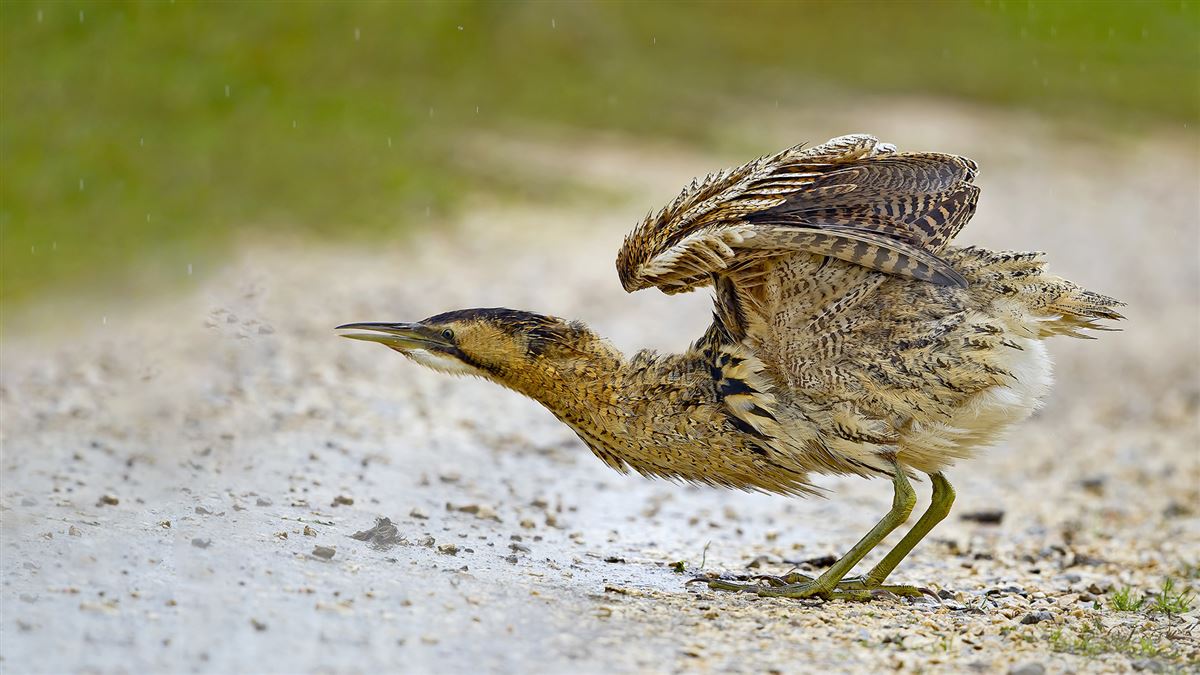 Eurasian Bittern
