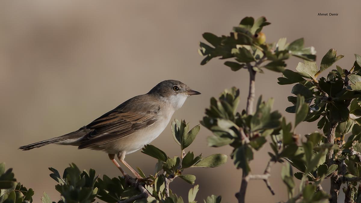 Common Whitethroat