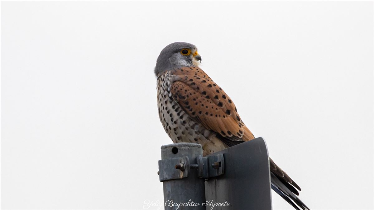 Common Kestrel