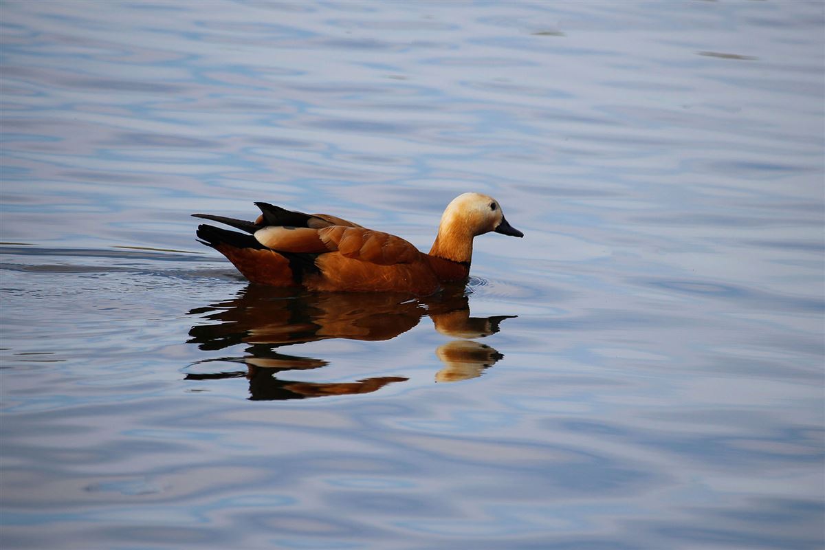 Ruddy Shelduck