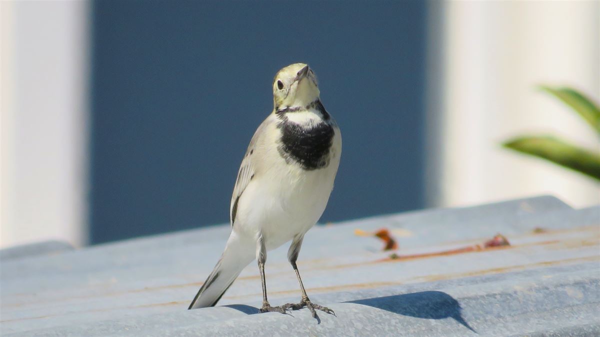 White Wagtail