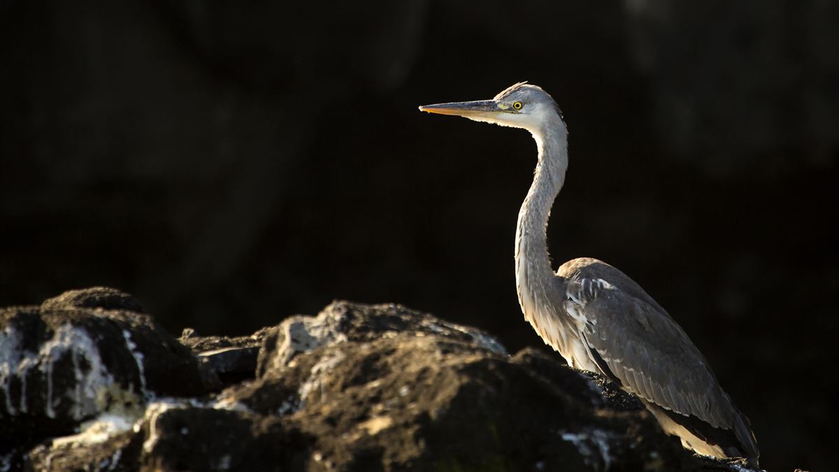 Grey Heron