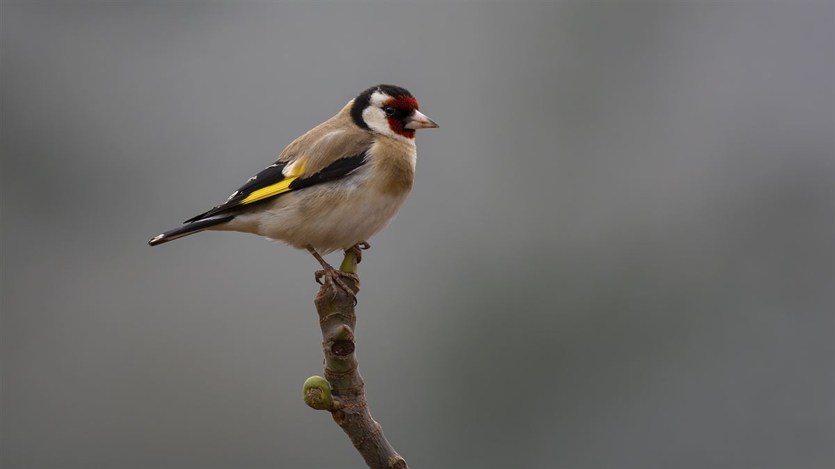 European Goldfinch