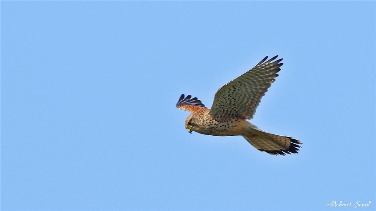 Common Kestrel