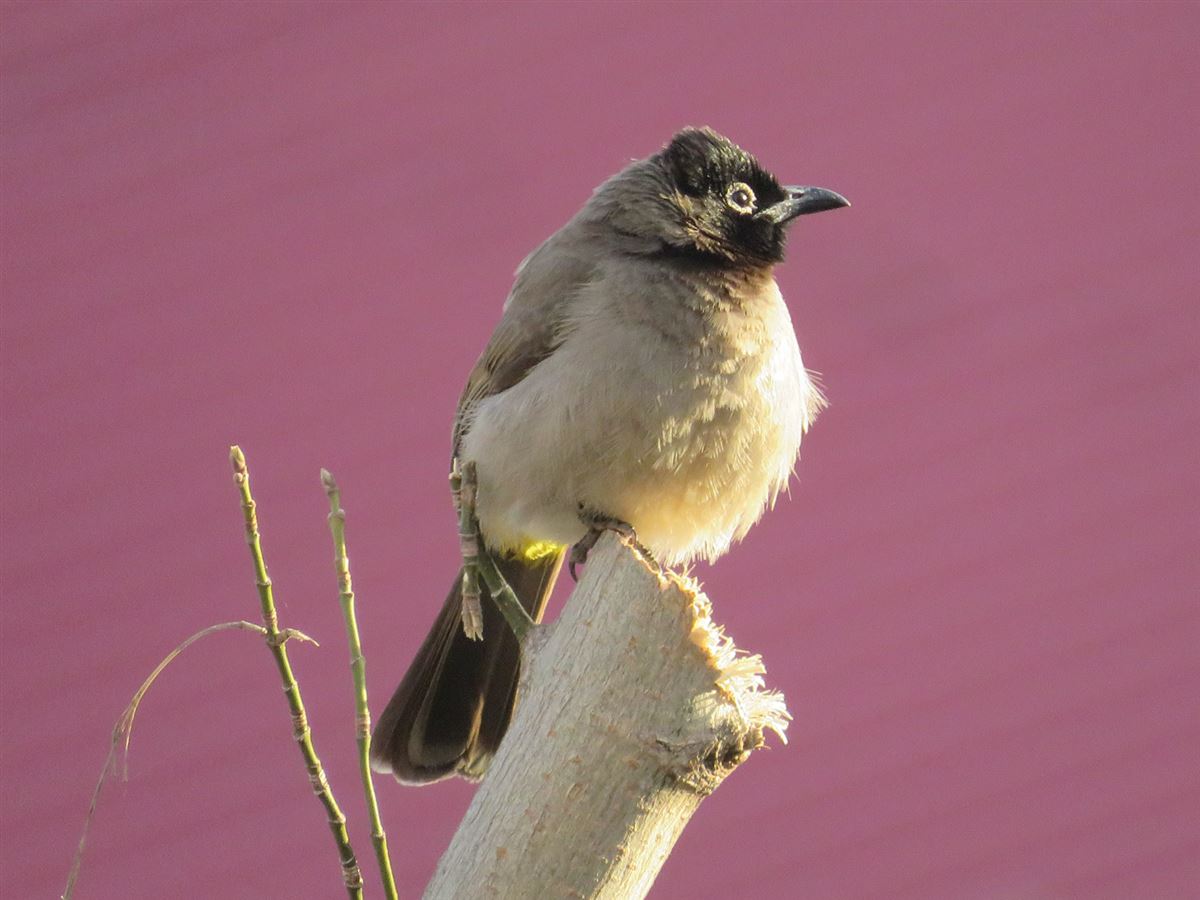 White-spectacled Bulbul