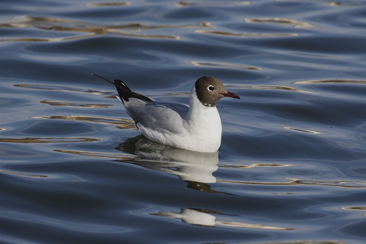 Black-headed Gull