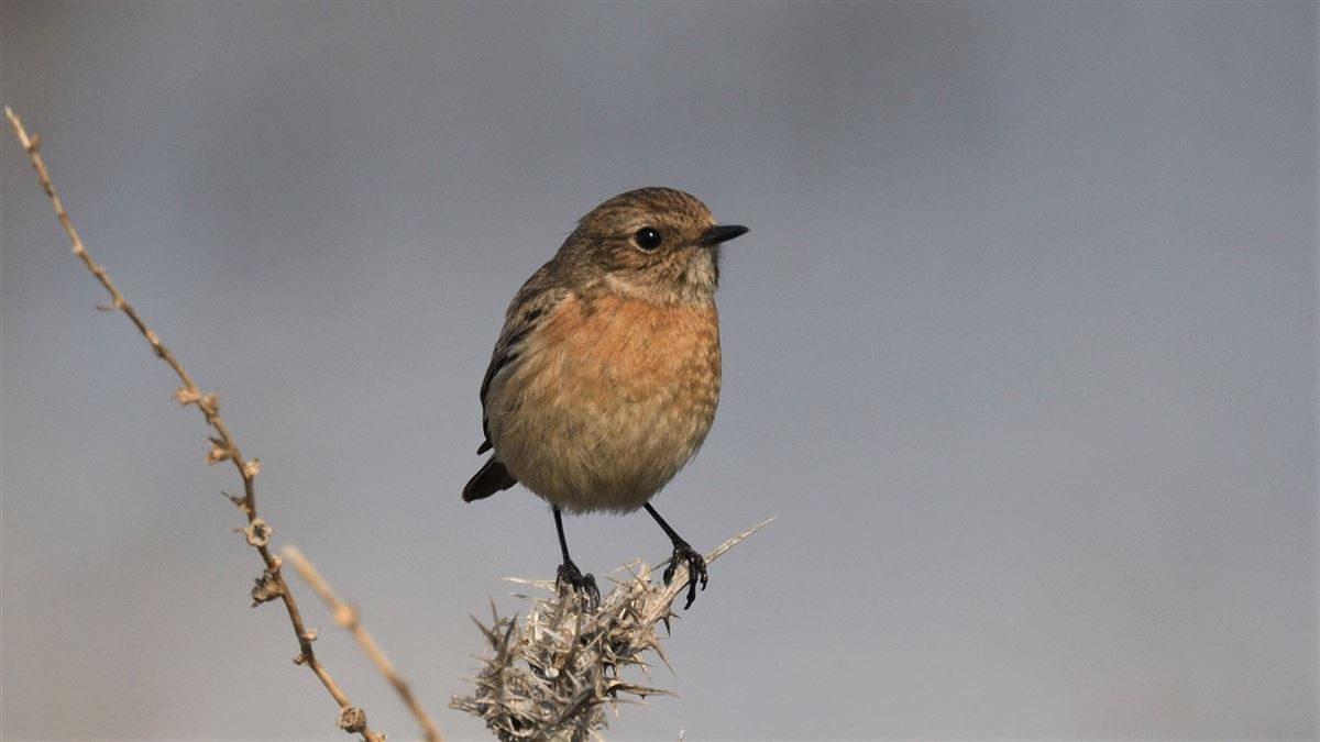 European Stonechat