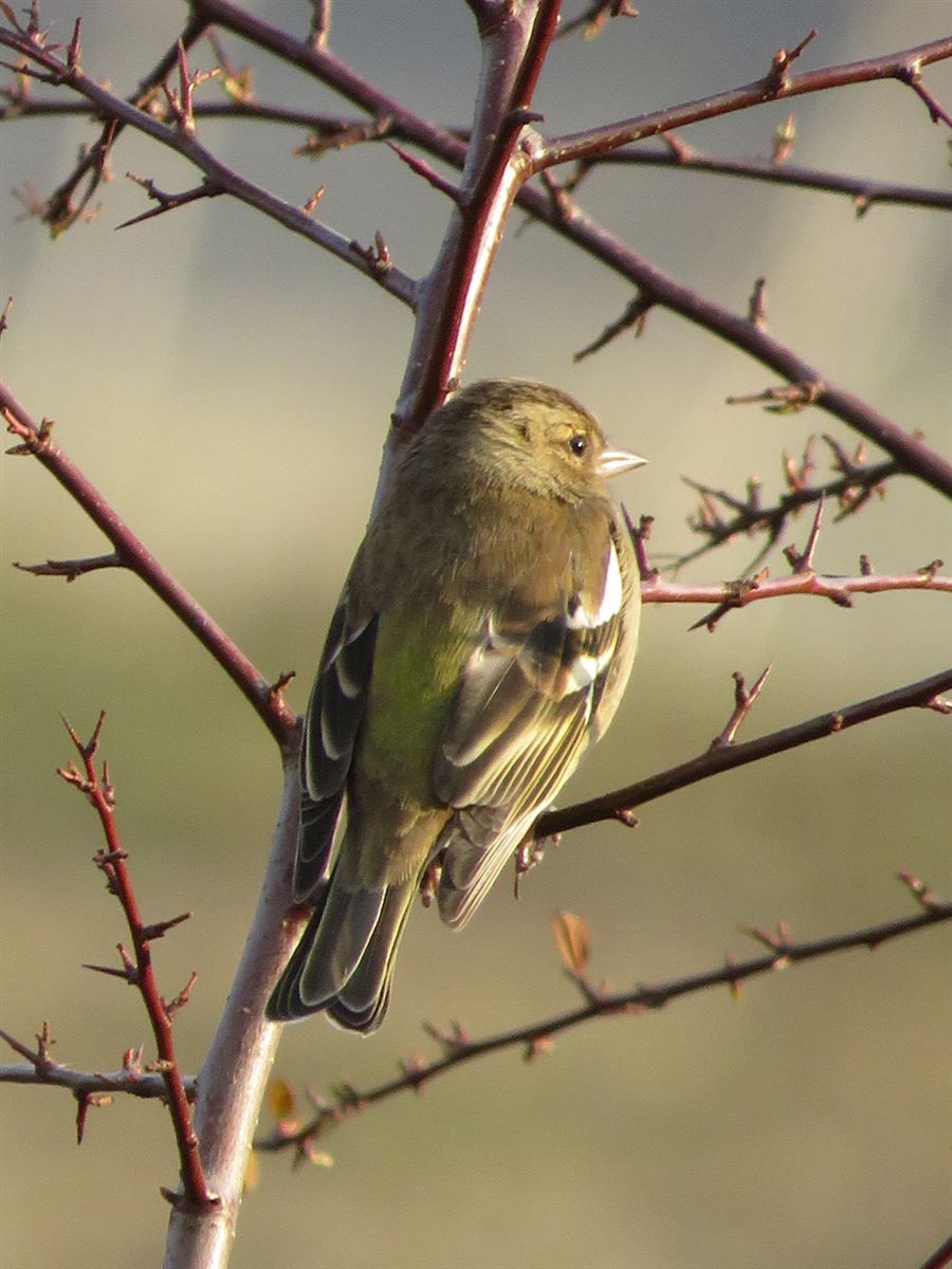 Common Chaffinch