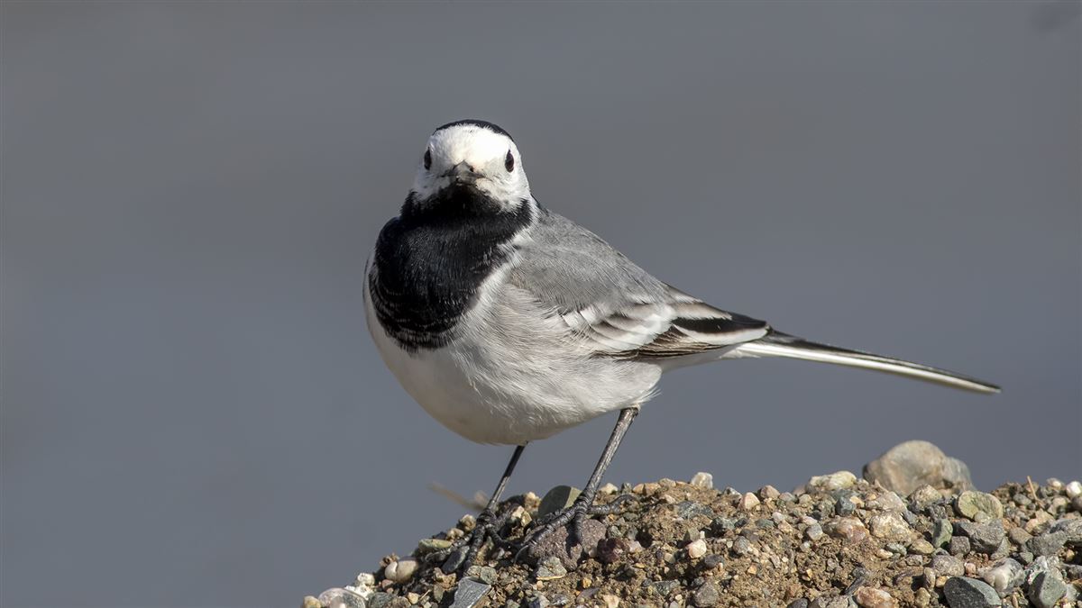 White Wagtail
