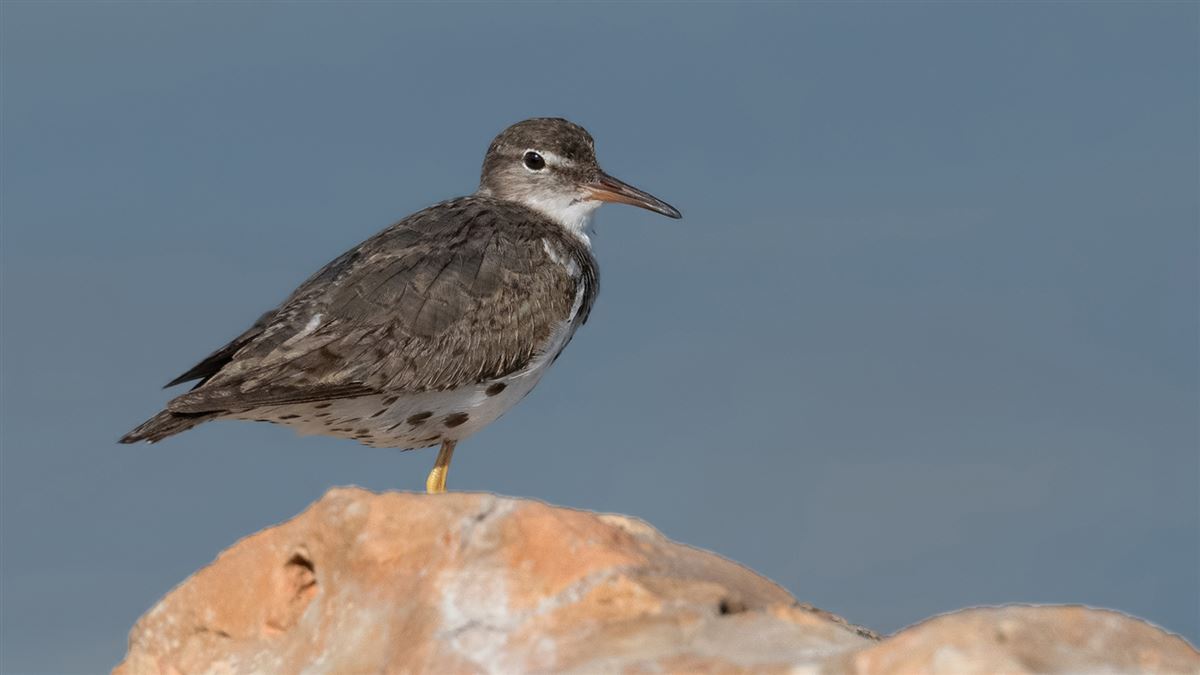 Spotted Sandpiper
