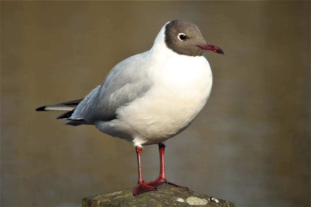 Black-headed Gull