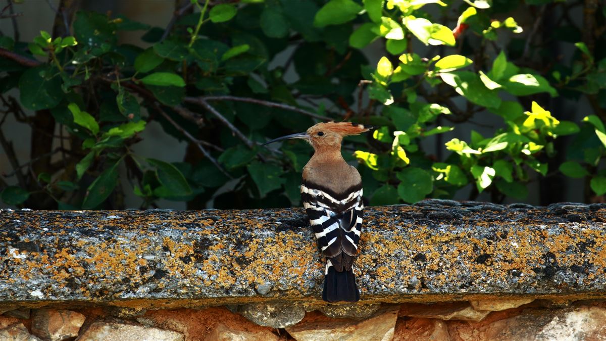 Eurasian Hoopoe