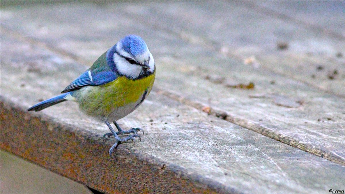 Eurasian Blue Tit