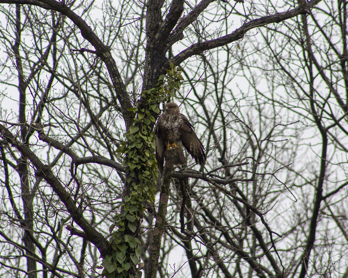 Common Buzzard