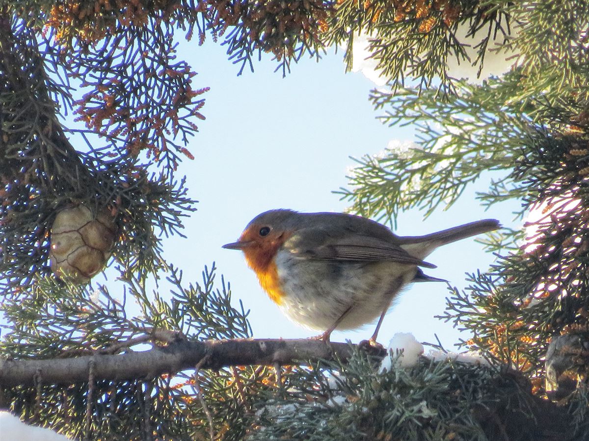 European Robin