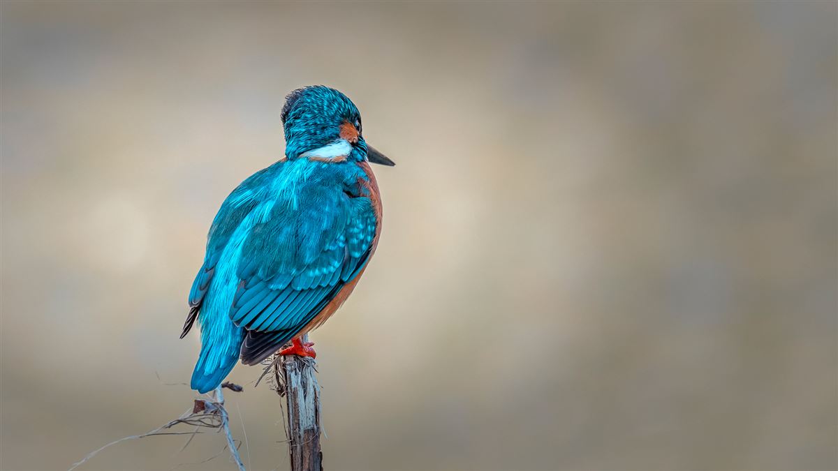 Common Kingfisher