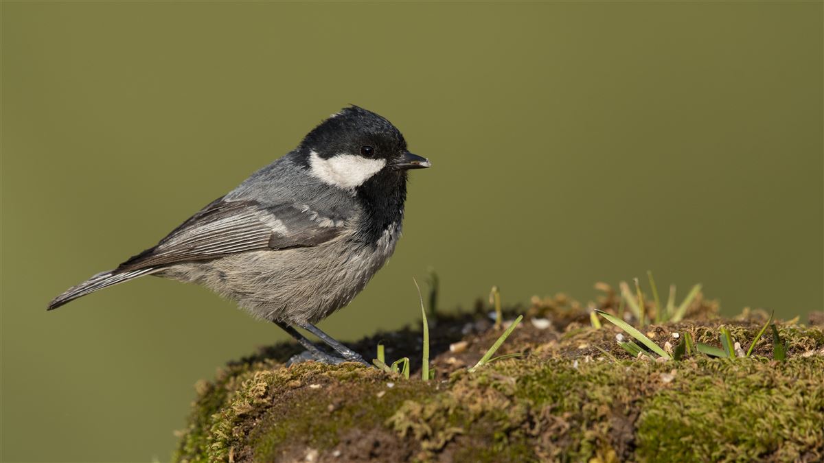 Coal Tit