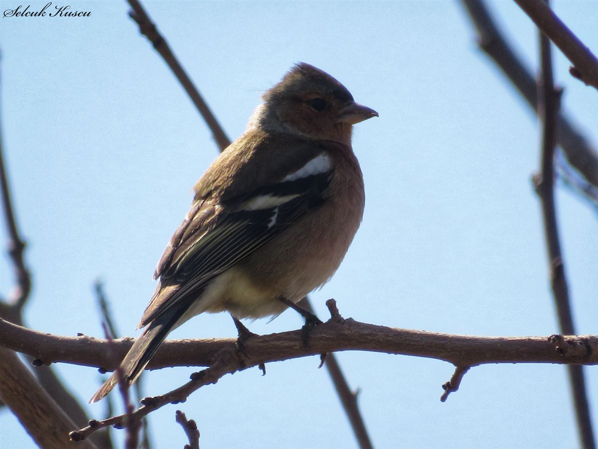 Common Chaffinch