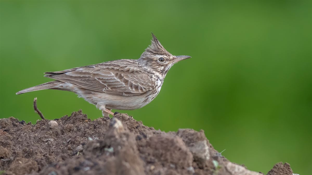 Crested Lark