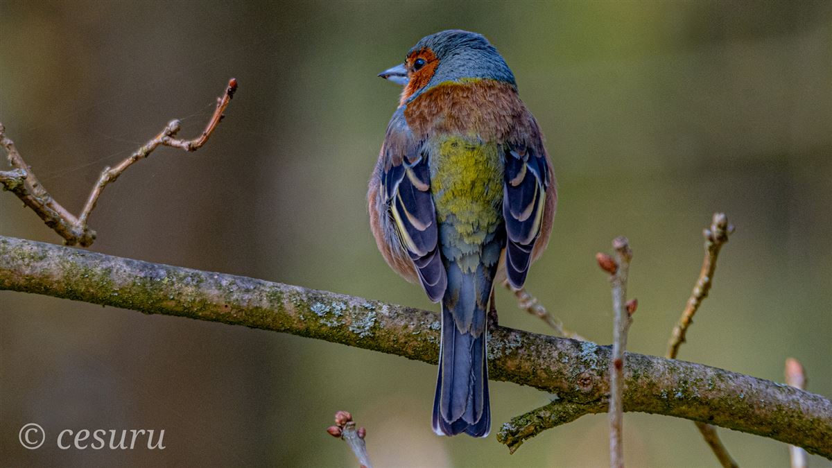 Common Chaffinch