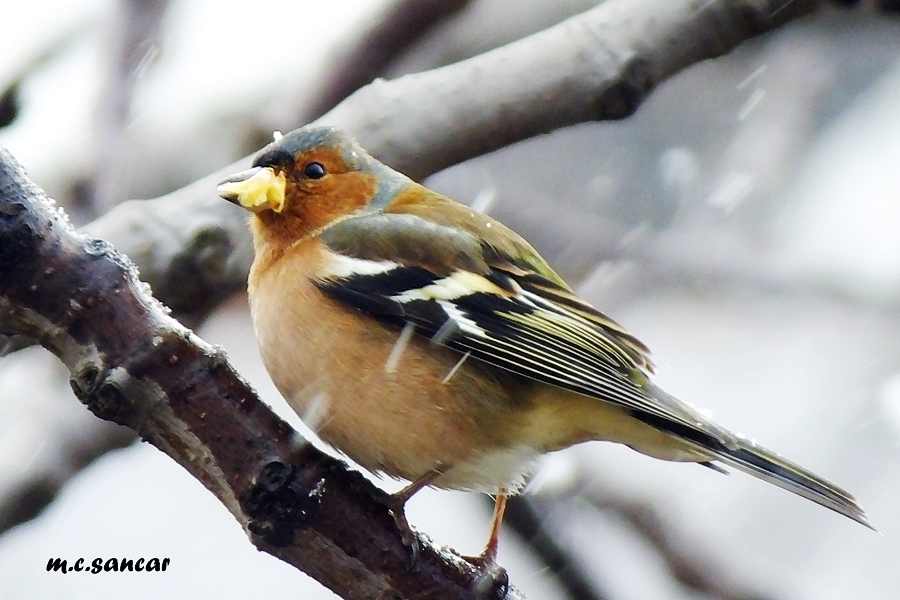 Common Chaffinch