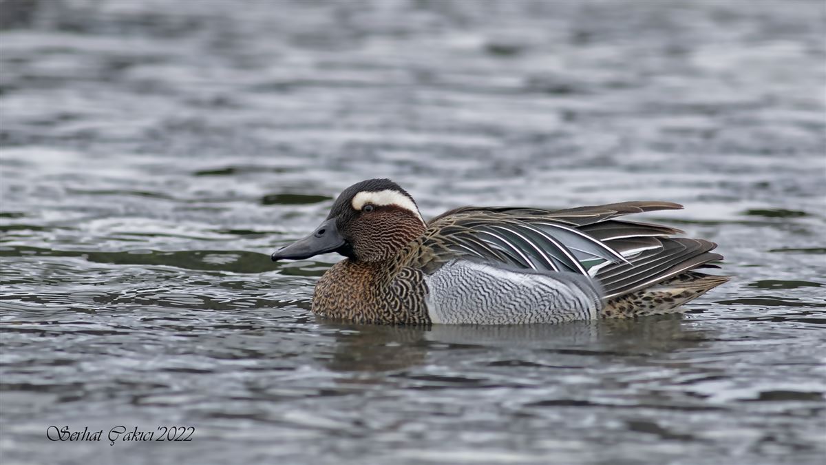 Garganey
