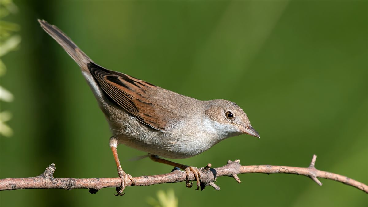 Common Whitethroat