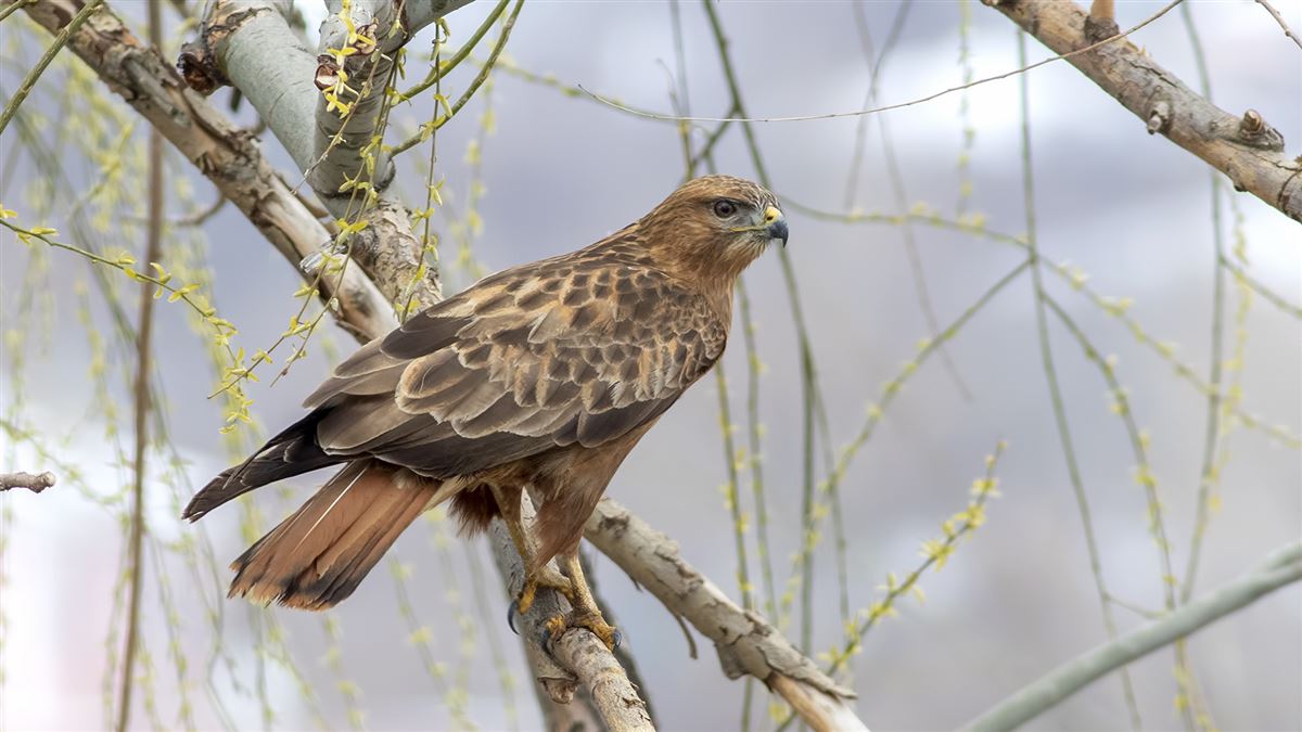 Long-legged Buzzard