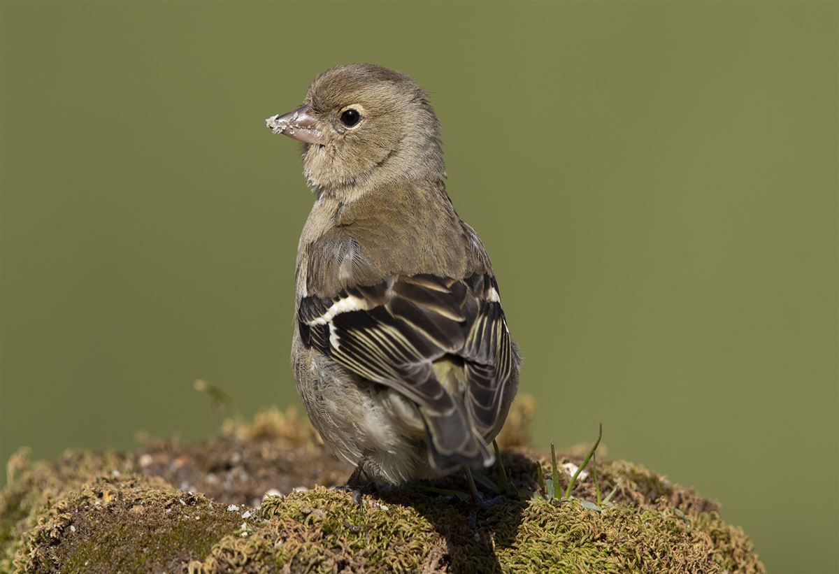 Common Chaffinch