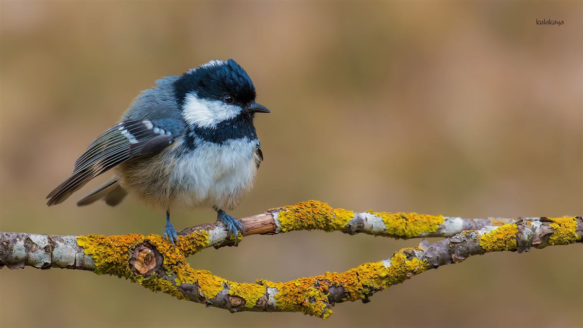 Coal Tit
