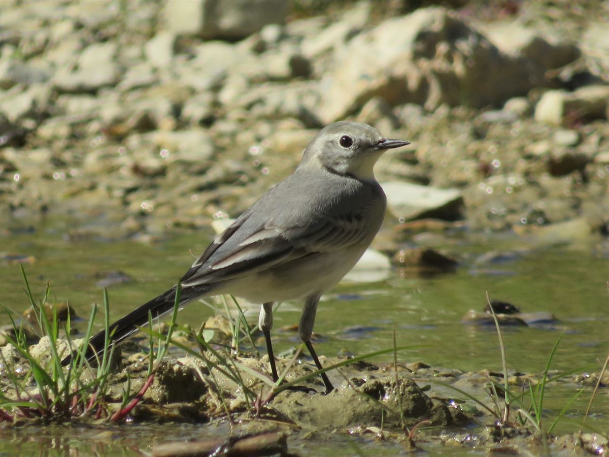 White Wagtail
