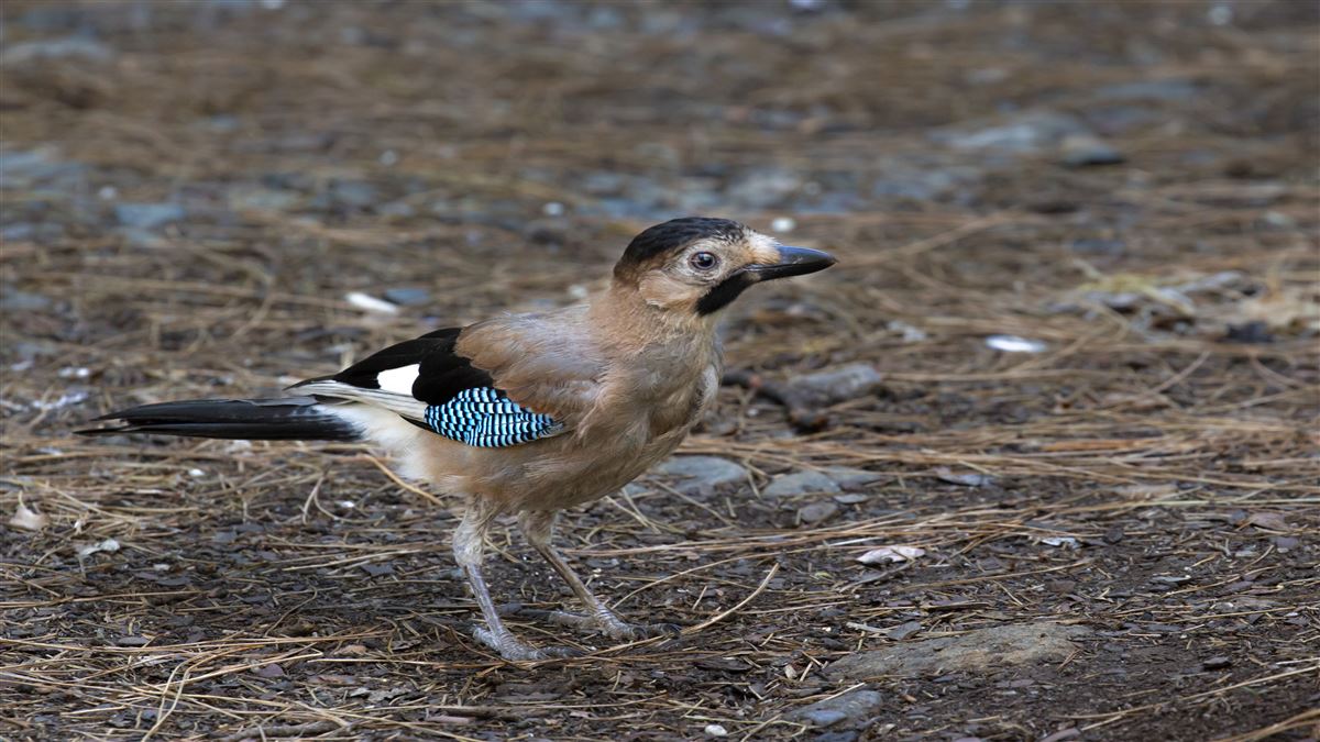 Eurasian Jay