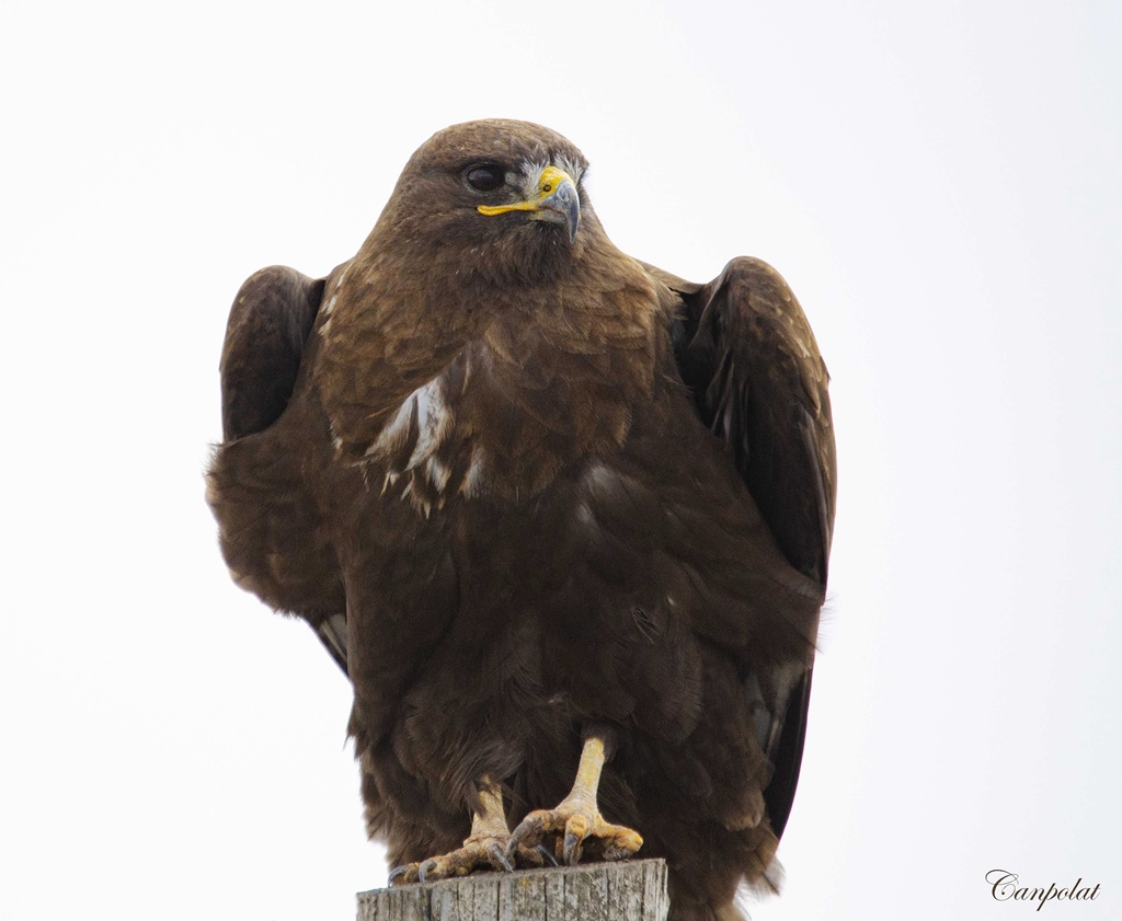 Common Buzzard