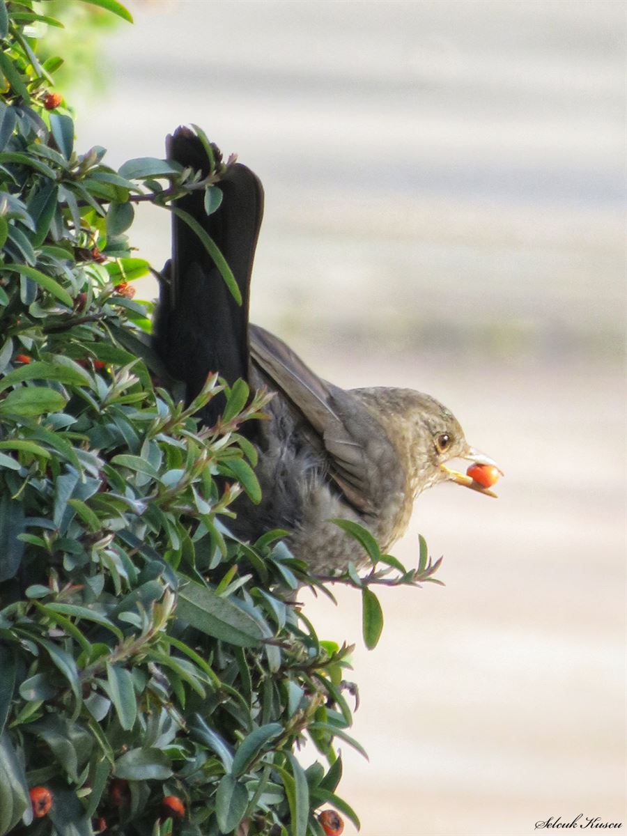 Common Blackbird