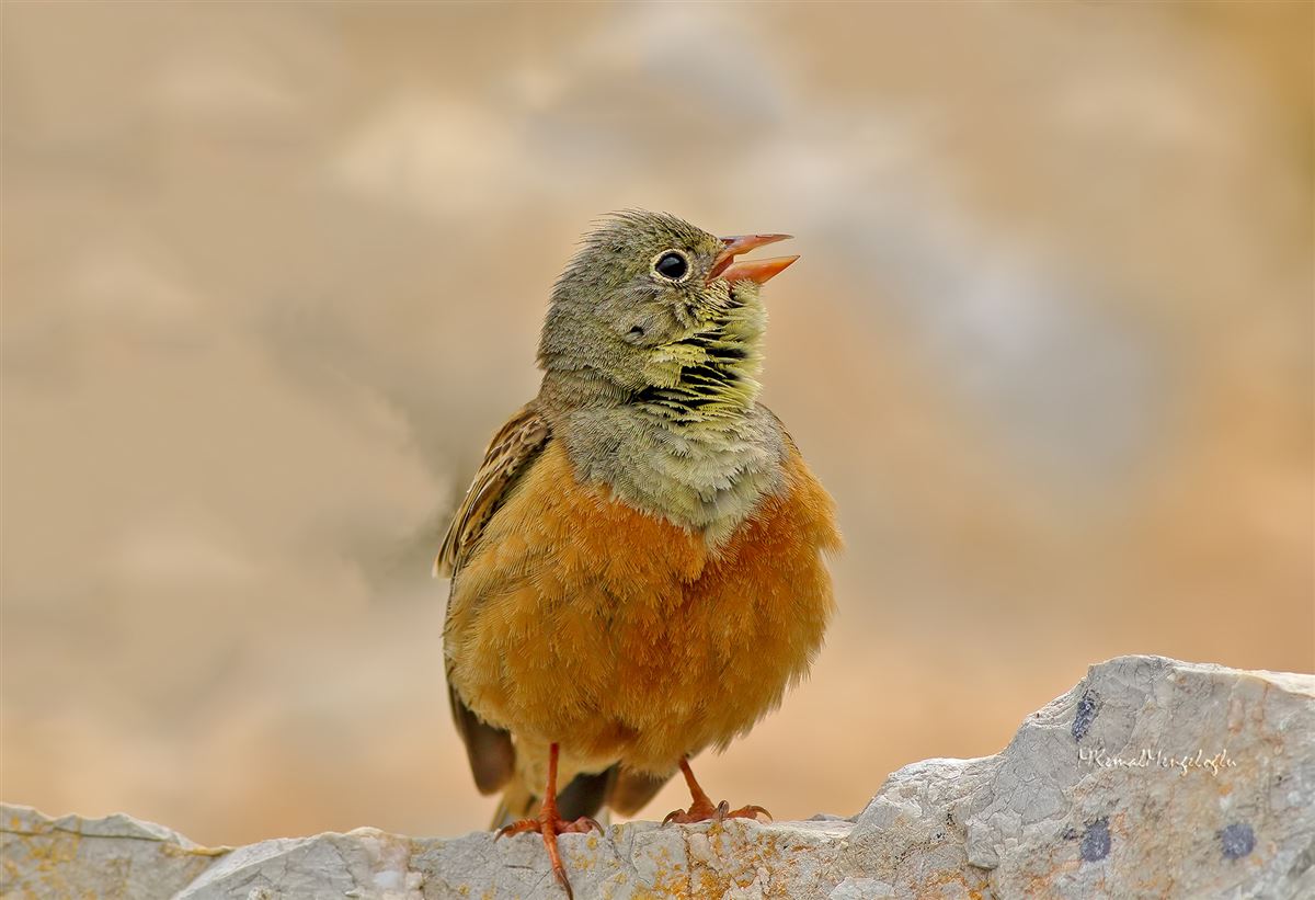 Ortolan Bunting