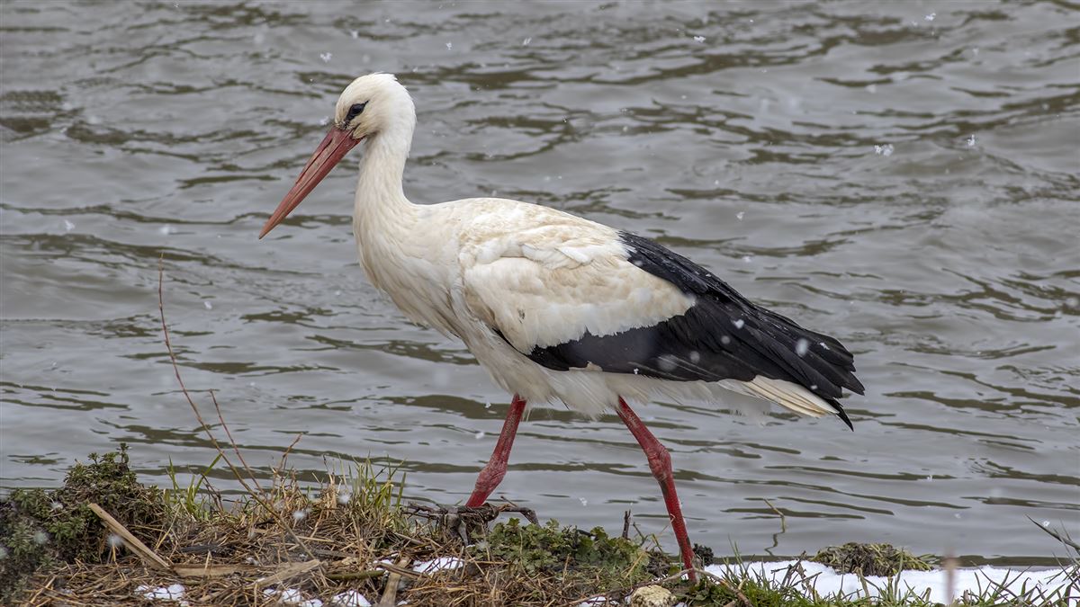 White Stork