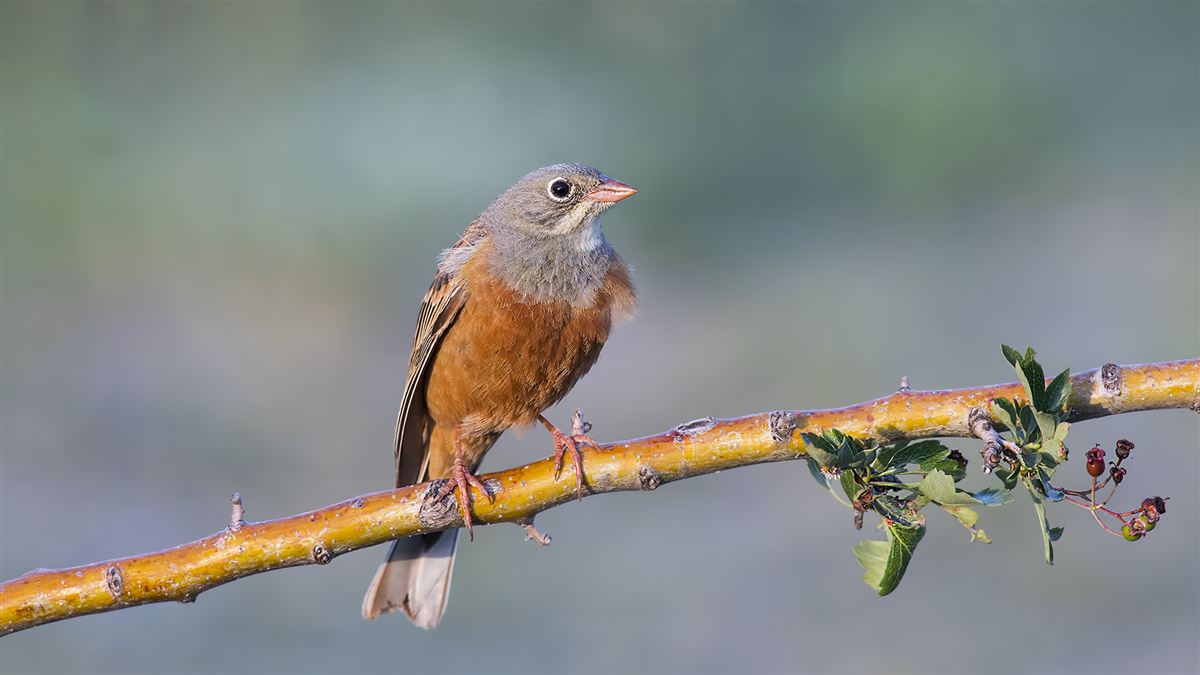 Ortolan Bunting