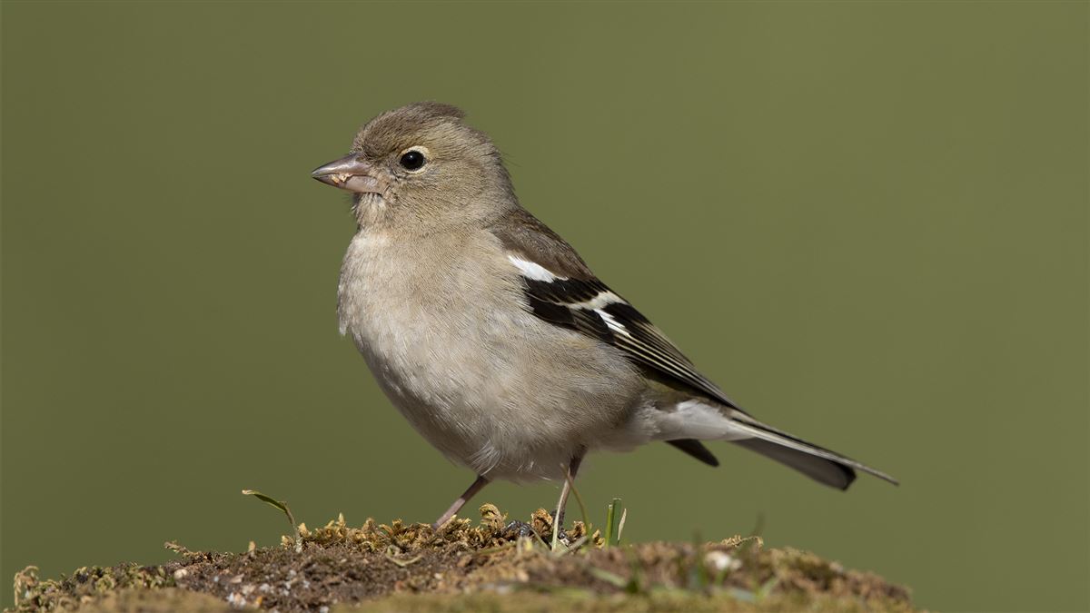 Common Chaffinch