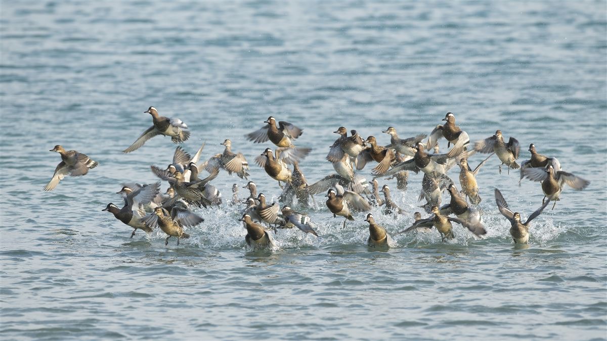 Garganey