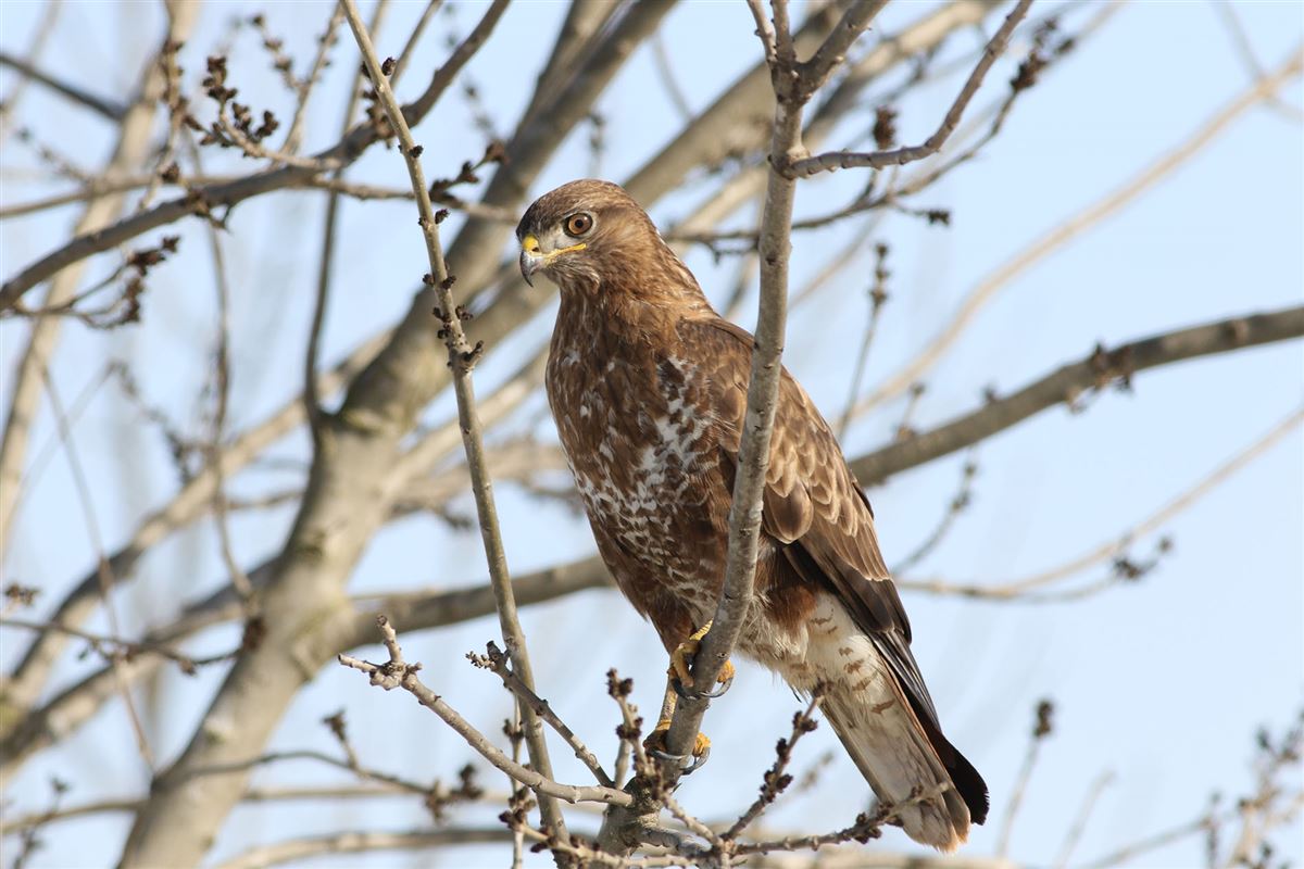 Common Buzzard