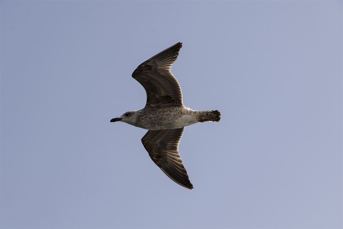 Yellow-legged Gull