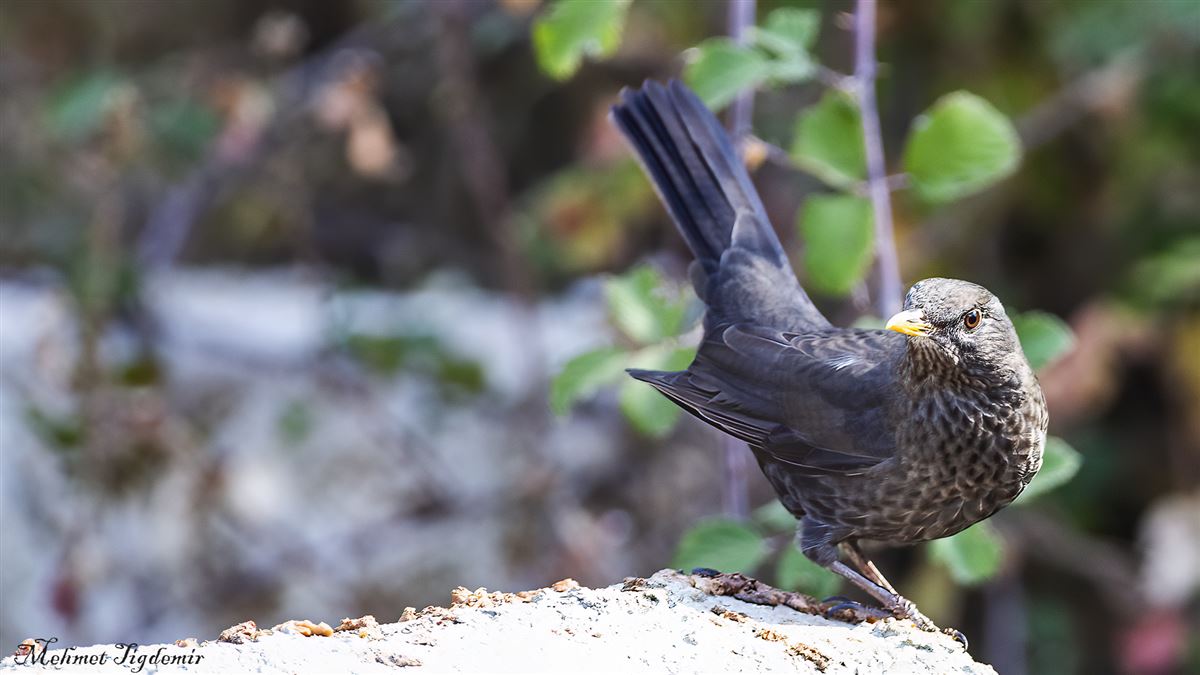 Common Blackbird
