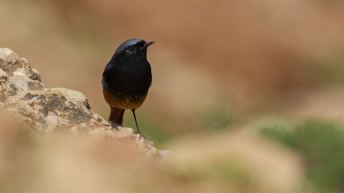 Black Redstart