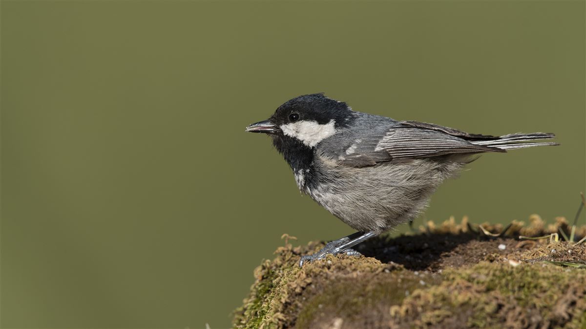Coal Tit