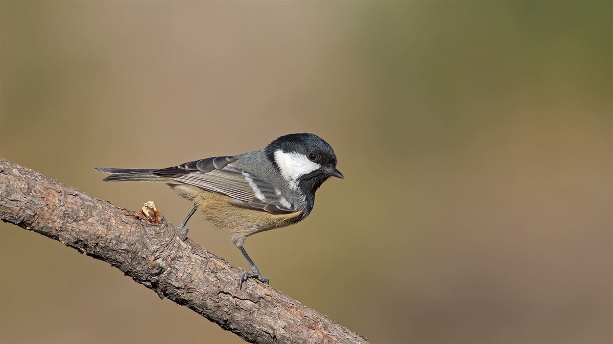 Coal Tit