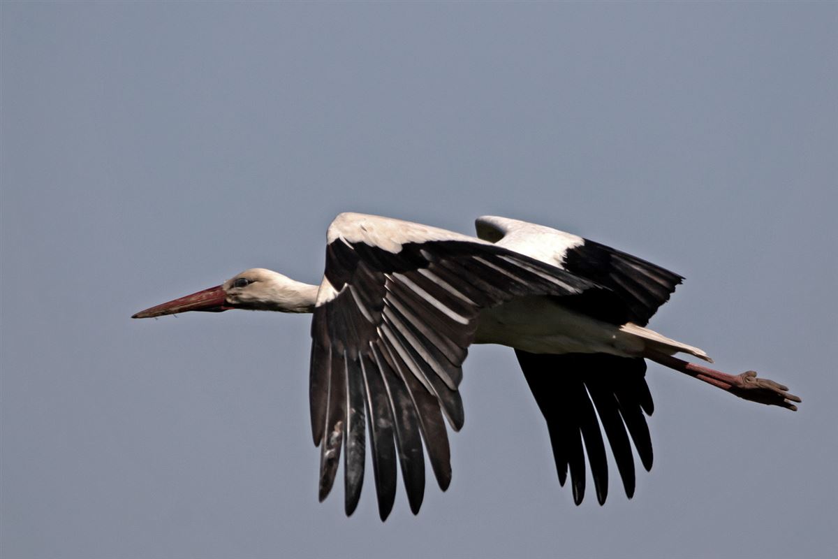 White Stork
