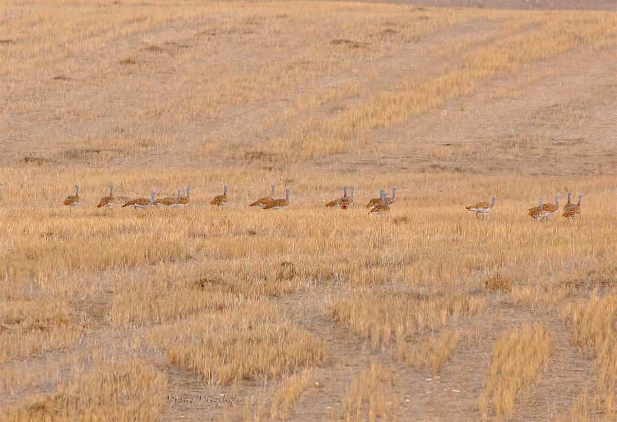 Great Bustard
